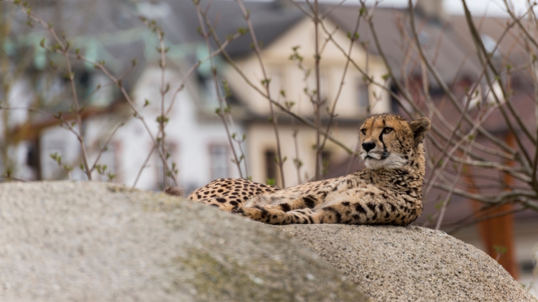 Basel Zoo
